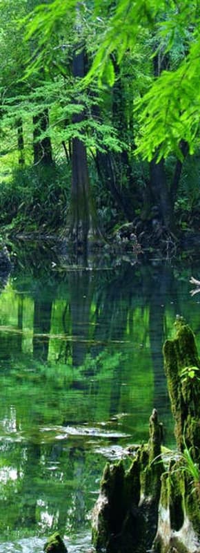 View of a vibrant forest with a creek